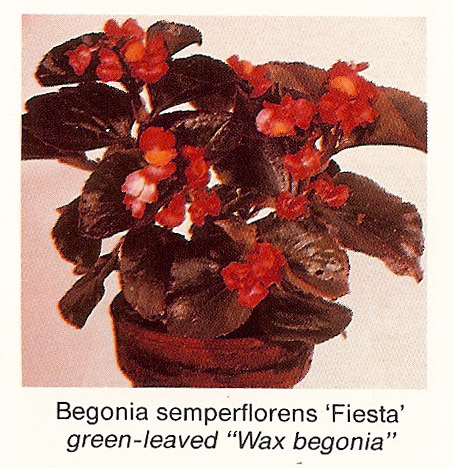 B. ‘Fiesta’